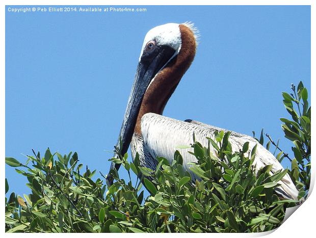 Pelican in a Mangrove Tree  Print by Peb Elliott