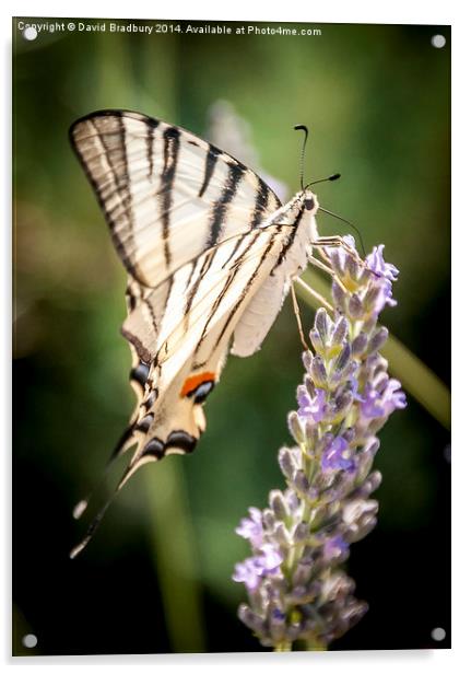  Swallowtail on Lavender Acrylic by David Bradbury