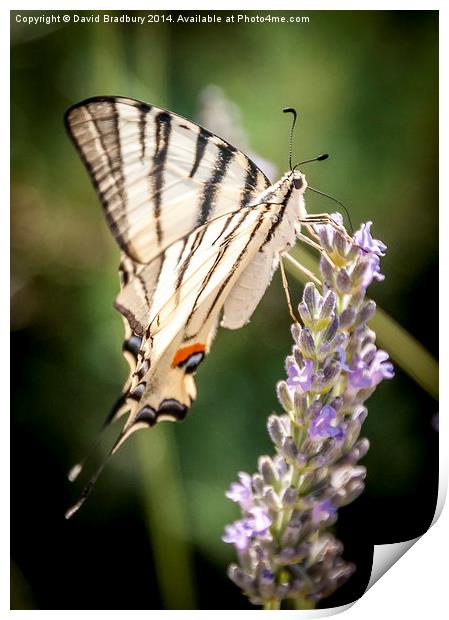  Swallowtail on Lavender Print by David Bradbury