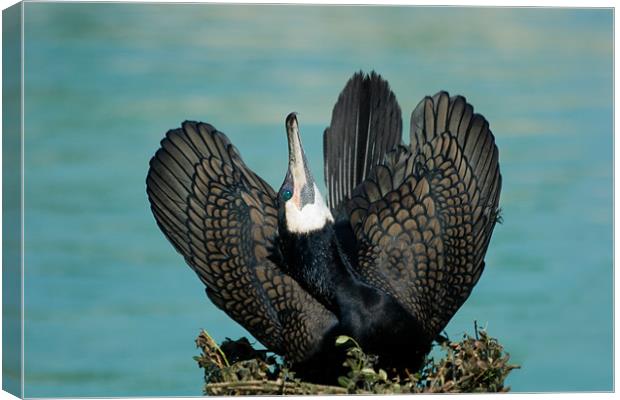 Cormorant Display Canvas Print by Peter West