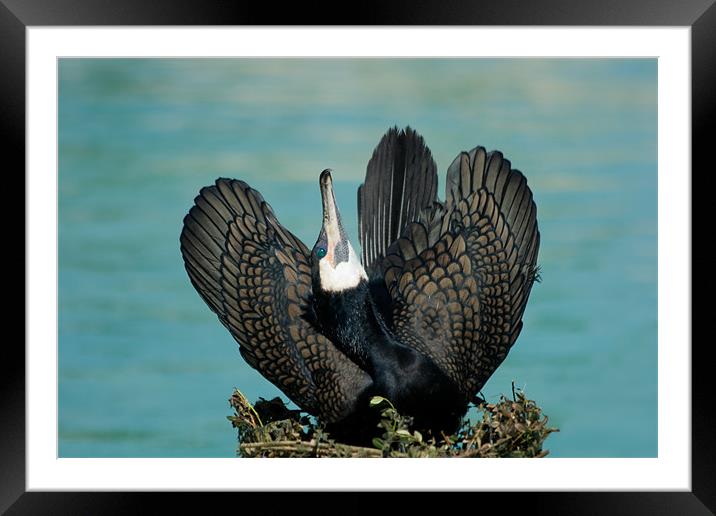 Cormorant Display Framed Mounted Print by Peter West