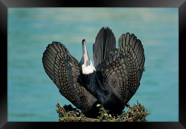 Cormorant Display Framed Print by Peter West