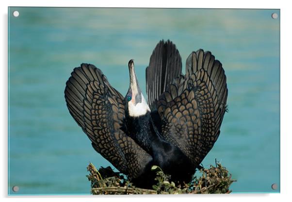 Cormorant Display Acrylic by Peter West