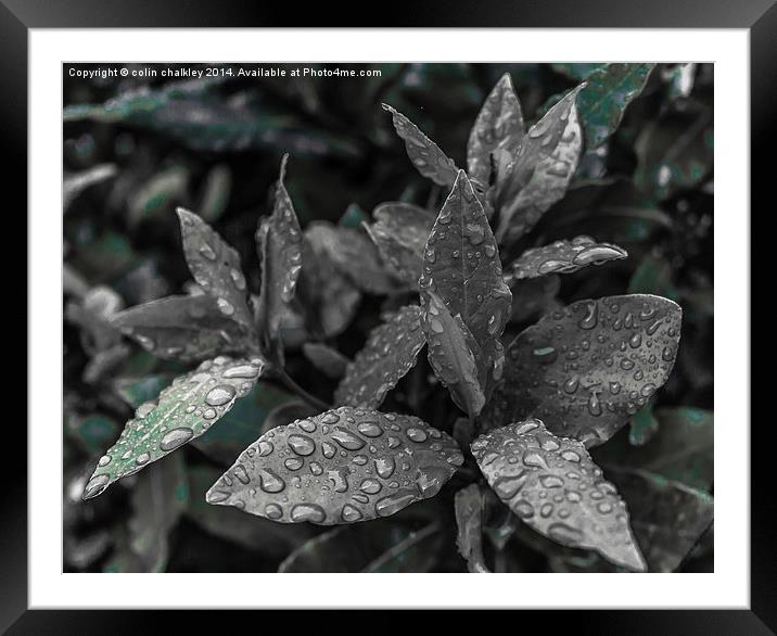  Bay Leaves Framed Mounted Print by colin chalkley