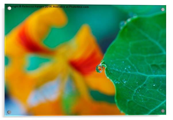  Flower in a Drop Acrylic by Rebecca Hansen