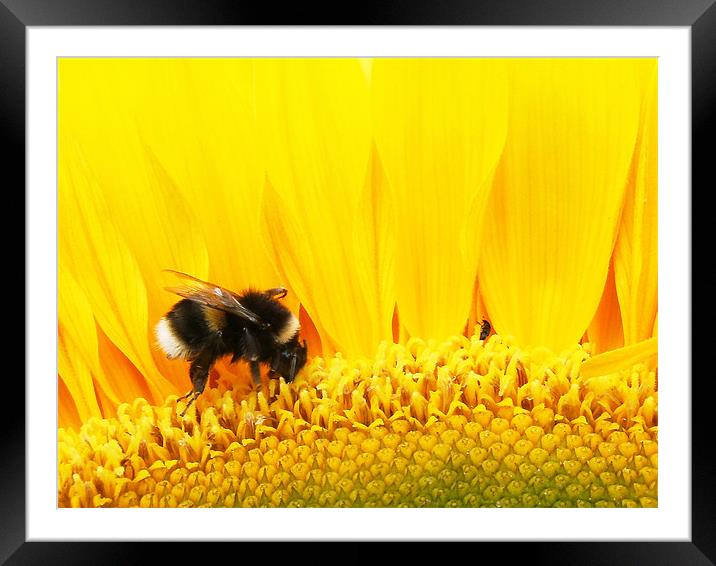 bees Framed Mounted Print by timothy harris