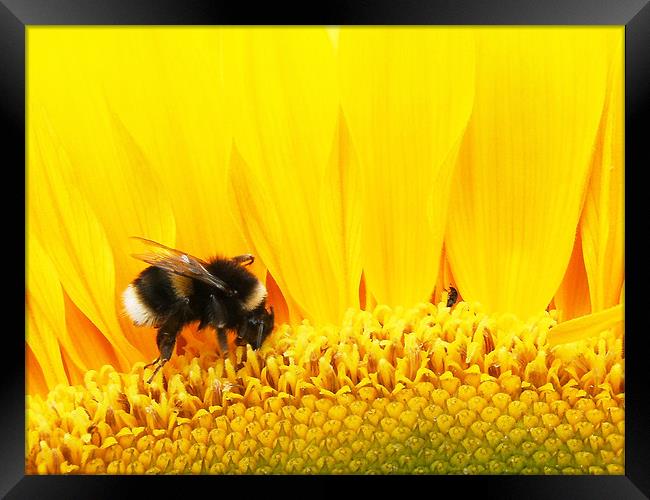 bees Framed Print by timothy harris