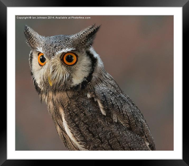  Eagle Owl Framed Mounted Print by Ian Johnson