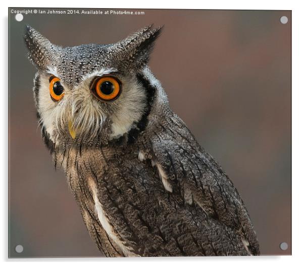  Eagle Owl Acrylic by Ian Johnson