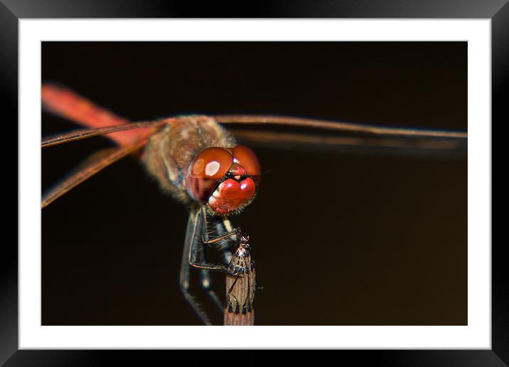 Dragonfly Macro Framed Mounted Print by Peter West