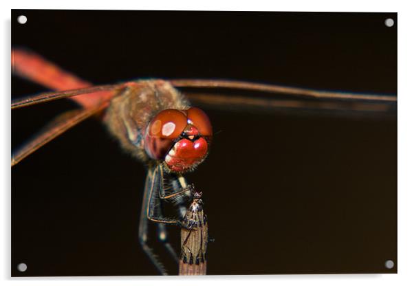 Dragonfly Macro Acrylic by Peter West