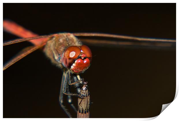 Dragonfly Macro Print by Peter West