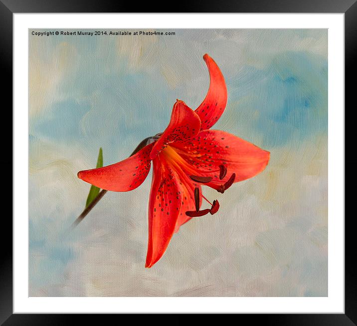  Lily in the Sky Framed Mounted Print by Robert Murray