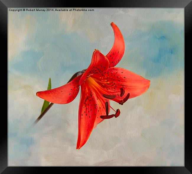  Lily in the Sky Framed Print by Robert Murray