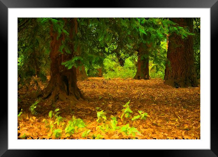Enchanting Autumn Forest Framed Mounted Print by P D