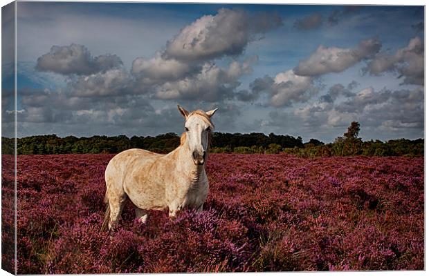  New Forest Pony Canvas Print by Phil Clements