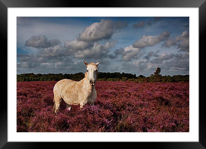  New Forest Pony Framed Mounted Print by Phil Clements