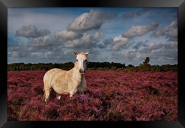  New Forest Pony Framed Print by Phil Clements