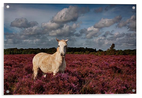  New Forest Pony Acrylic by Phil Clements
