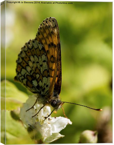 brown butterfly Canvas Print by Jo Beerens