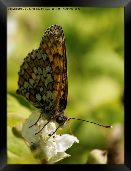 brown butterfly Framed Print by Jo Beerens