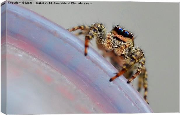  Jumping Spider Canvas Print by Mark  F Banks