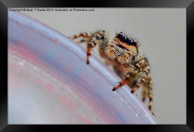  Jumping Spider Framed Print by Mark  F Banks