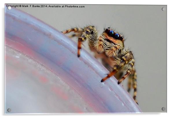  Jumping Spider Acrylic by Mark  F Banks