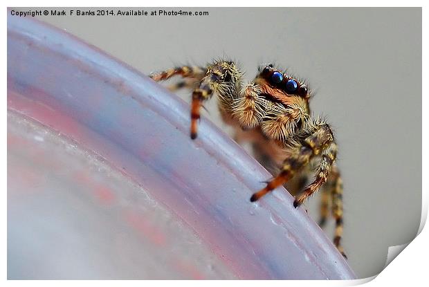  Jumping Spider Print by Mark  F Banks