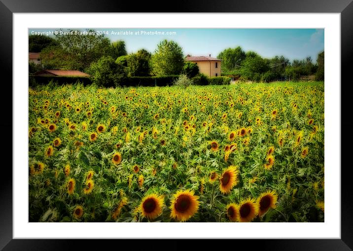  Tuscan Sunflowers Framed Mounted Print by David Bradbury