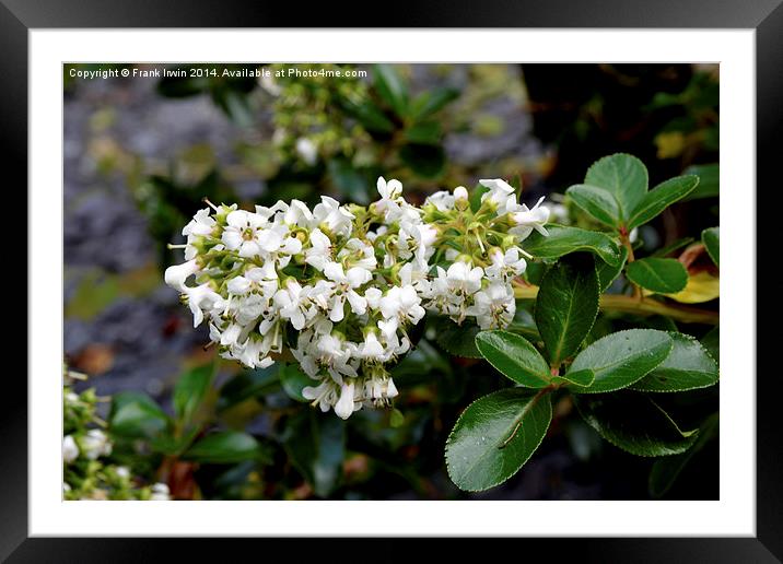  Escallonia Apple Blossom in full bloom Framed Mounted Print by Frank Irwin