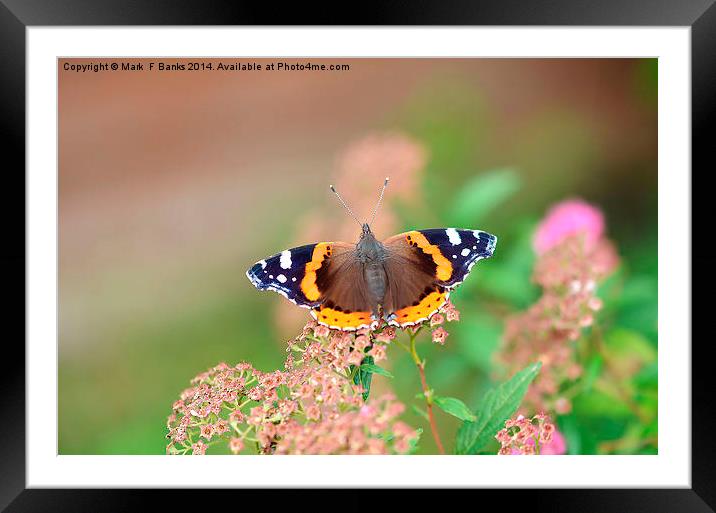 Red Admiral Framed Mounted Print by Mark  F Banks