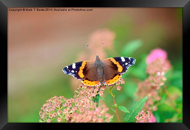 Red Admiral Framed Print by Mark  F Banks