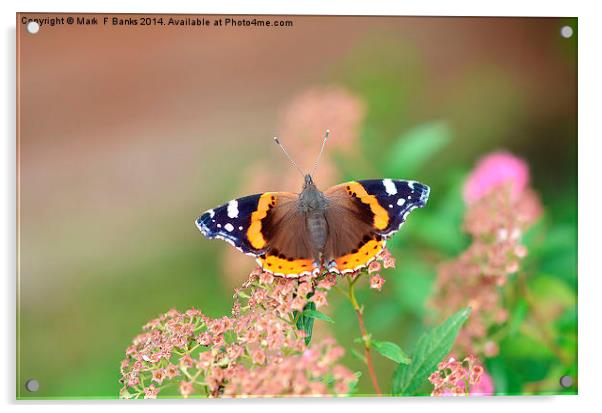 Red Admiral Acrylic by Mark  F Banks