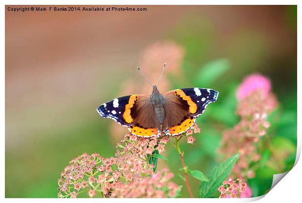 Red Admiral Print by Mark  F Banks