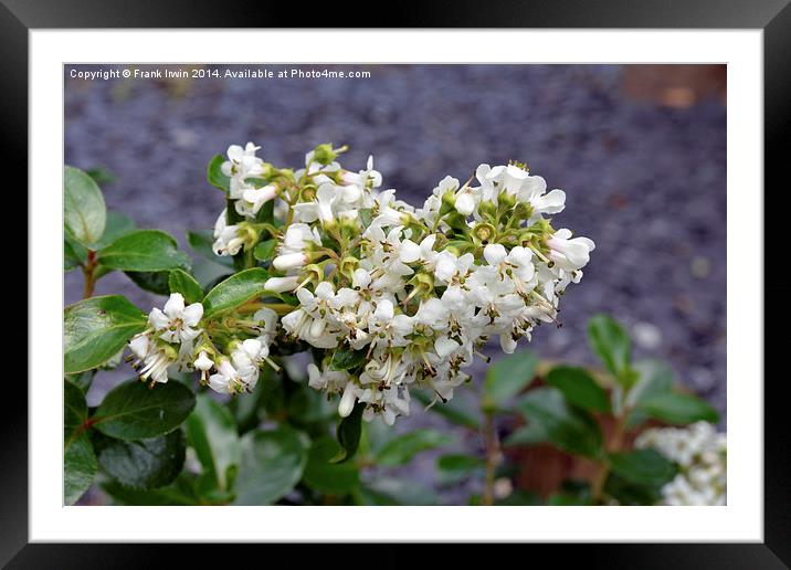 Escallonia Apple Blossom in full bloom Framed Mounted Print by Frank Irwin
