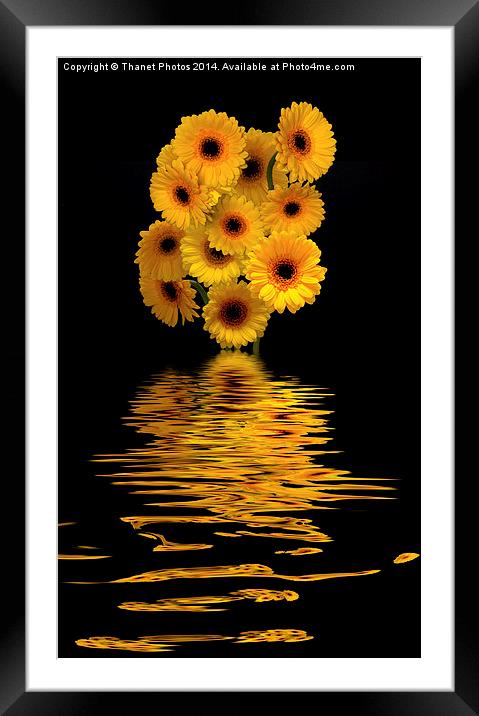  Yellow Gerberas        Framed Mounted Print by Thanet Photos