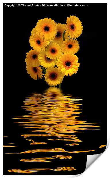  Yellow Gerberas        Print by Thanet Photos