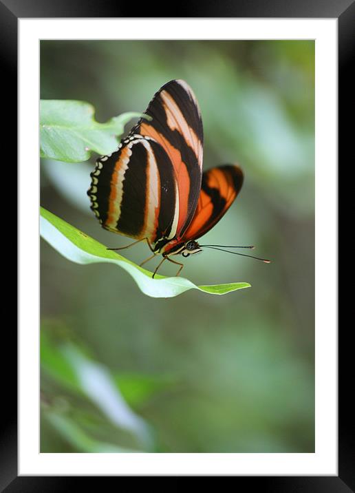 butterfly Framed Mounted Print by Simon Case