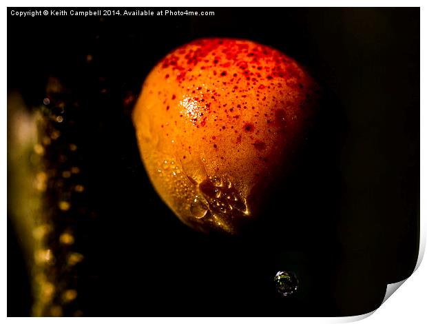  Juicy Apricot Print by Keith Campbell