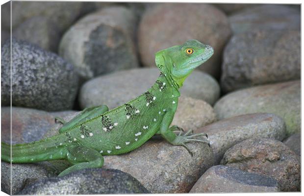 Jesus Christ Lizard Canvas Print by Simon Case