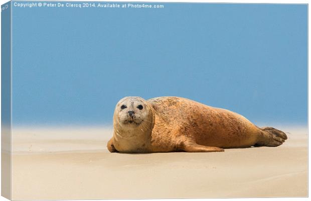  seal at Scroby sands Canvas Print by Peter De Clercq