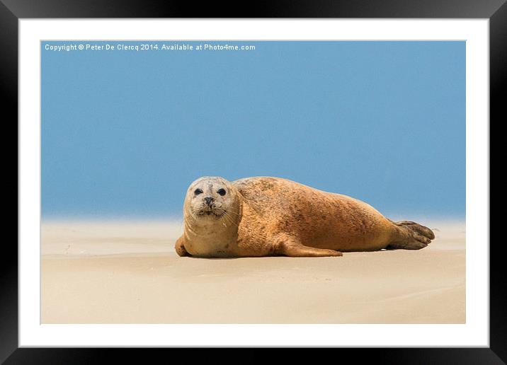  seal at Scroby sands Framed Mounted Print by Peter De Clercq