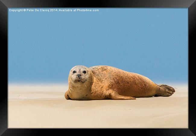  seal at Scroby sands Framed Print by Peter De Clercq