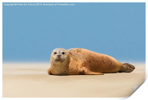  seal at Scroby sands Print by Peter De Clercq