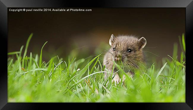  Hello Ratty Framed Print by paul neville