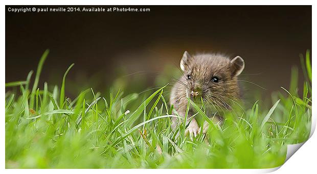  Hello Ratty Print by paul neville