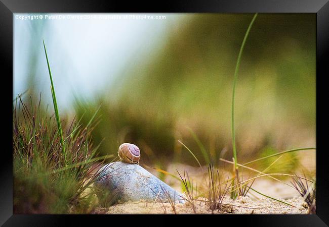  Snail on the Beach Framed Print by Peter De Clercq