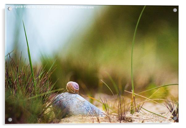  Snail on the Beach Acrylic by Peter De Clercq