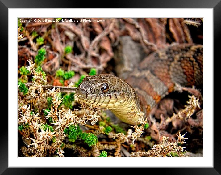  A Snake In The Moss Framed Mounted Print by Gary Barratt